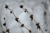 jerusalem sage seedheads in winter