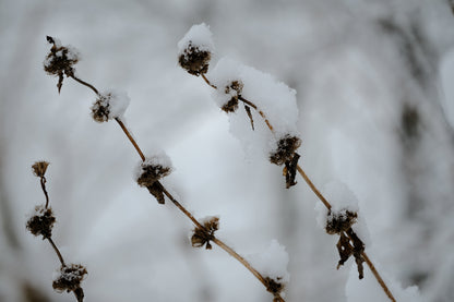 jerusalem sage seedheads in winter
