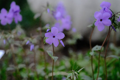 Phlox stolonifera &