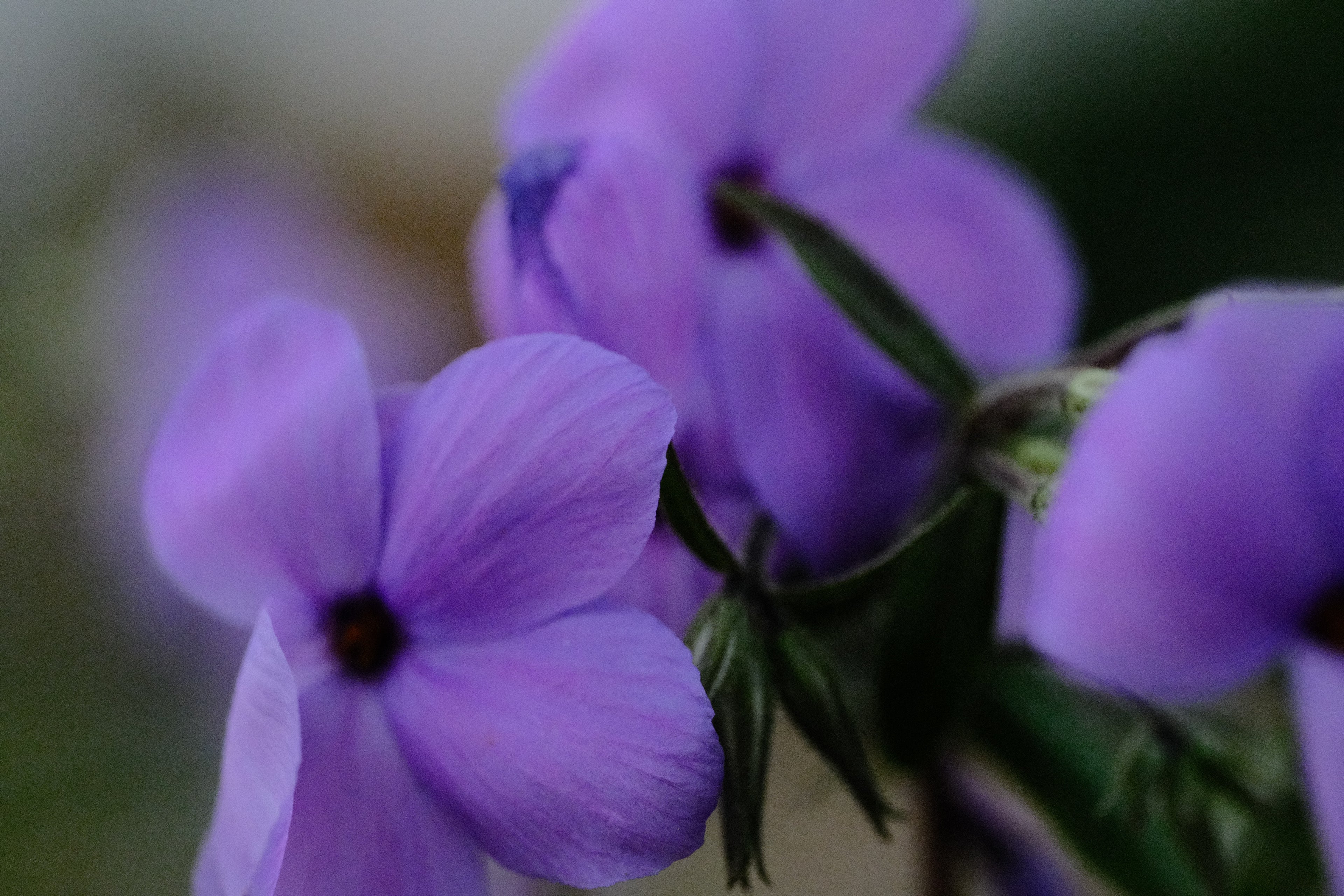 Phlox stolonifera &