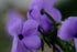 Phlox stolonifera &