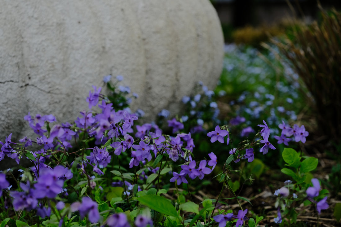Phlox stolonifera Sherwood Purple with Myosotis sylvatica at The Old Dairy Nursery
