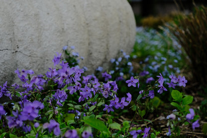 Phlox stolonifera Sherwood Purple with Myosotis sylvatica at The Old Dairy Nursery