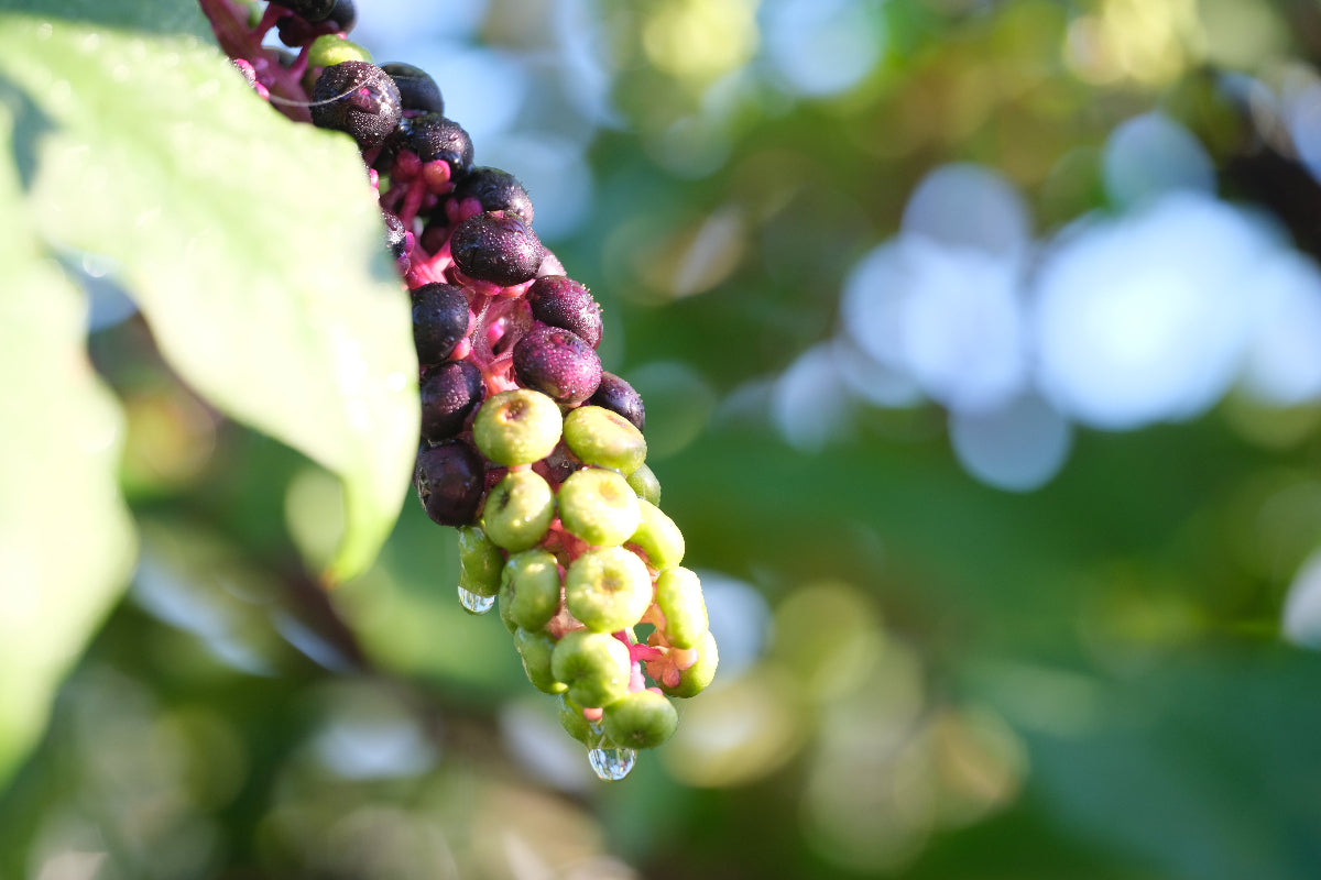 Pokeweed fruit 