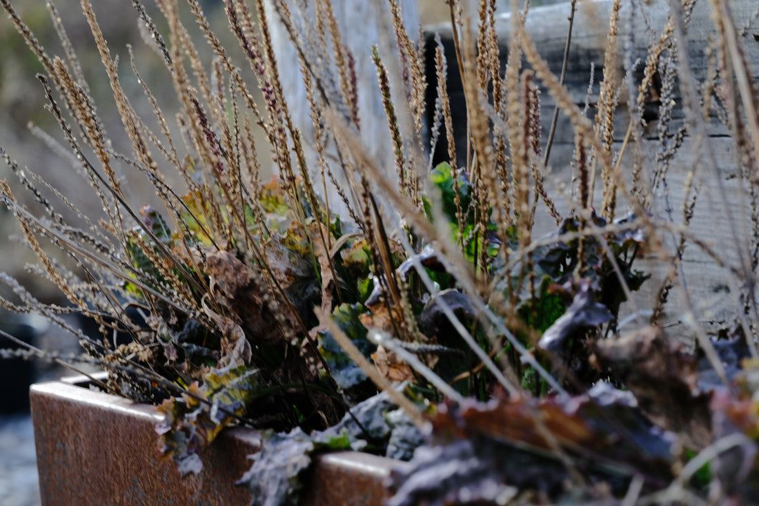 Plantago major purple perversion in corten planter