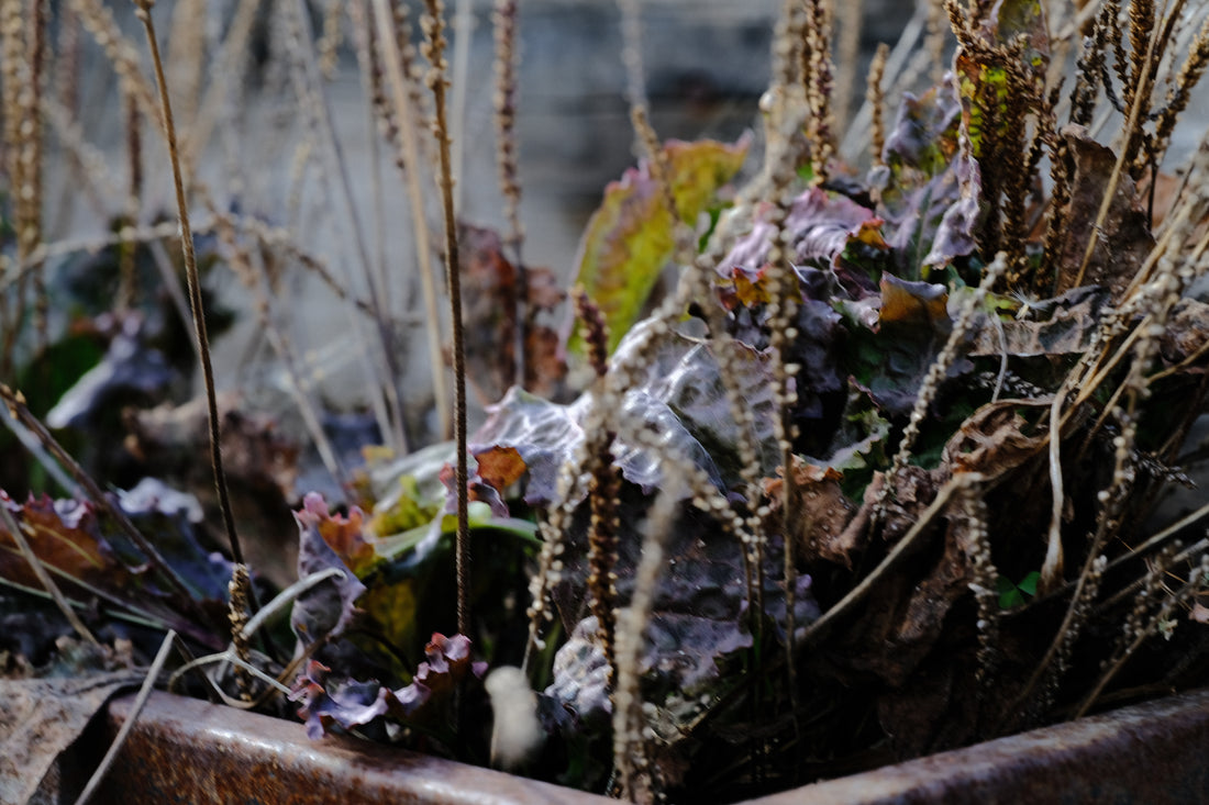 Plantago major &