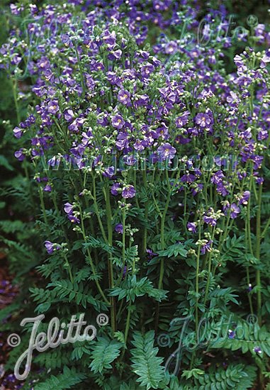 Polemonium boreale &
