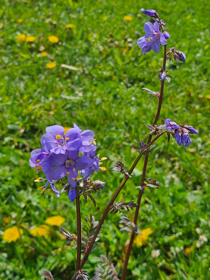 Polemonium yezoense &