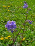 Polemonium yezoense &