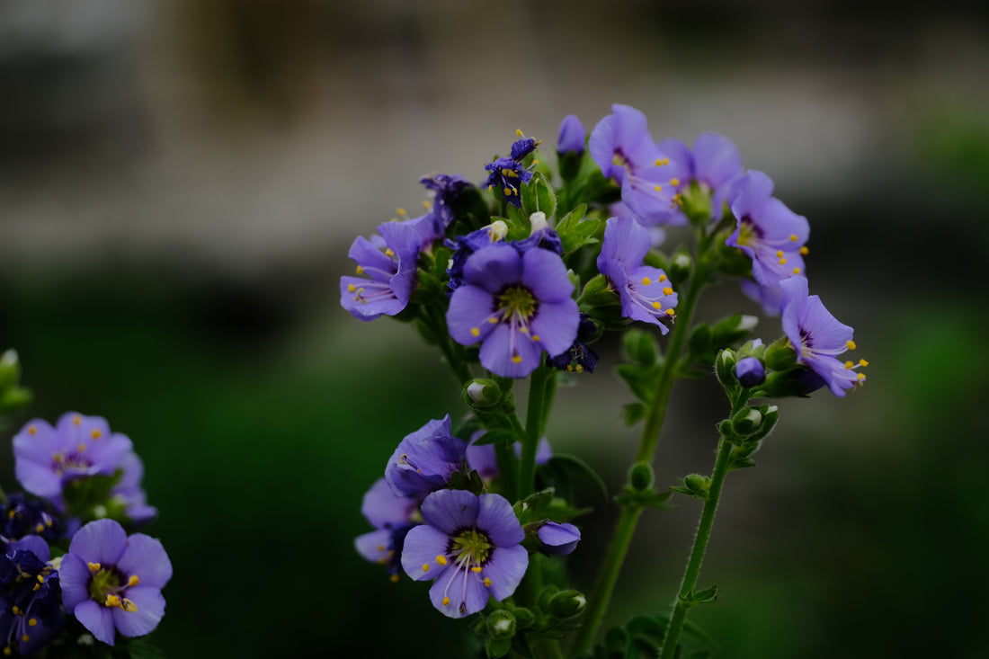 Polemonium boreale | Northern Jacob&