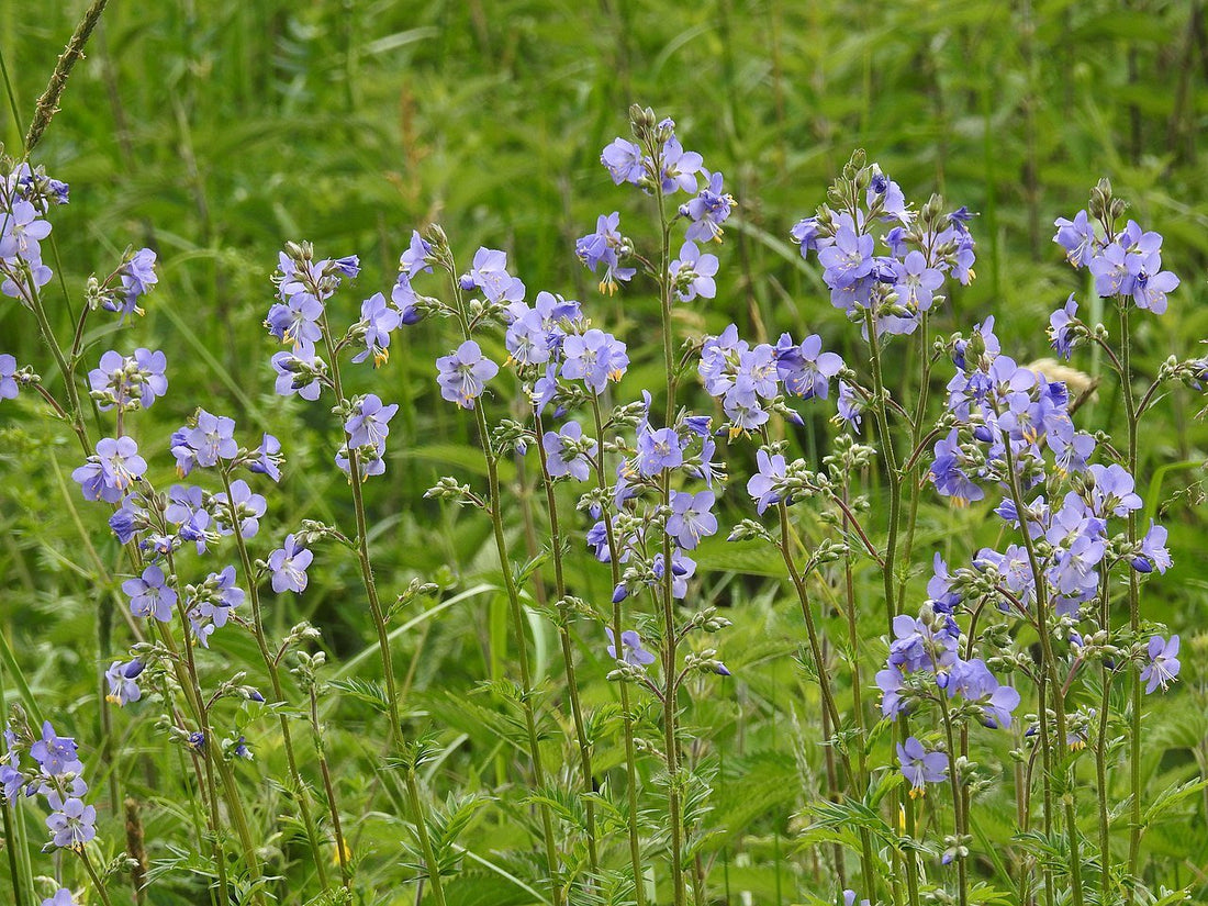 image.title Polemonium Caeruleum
