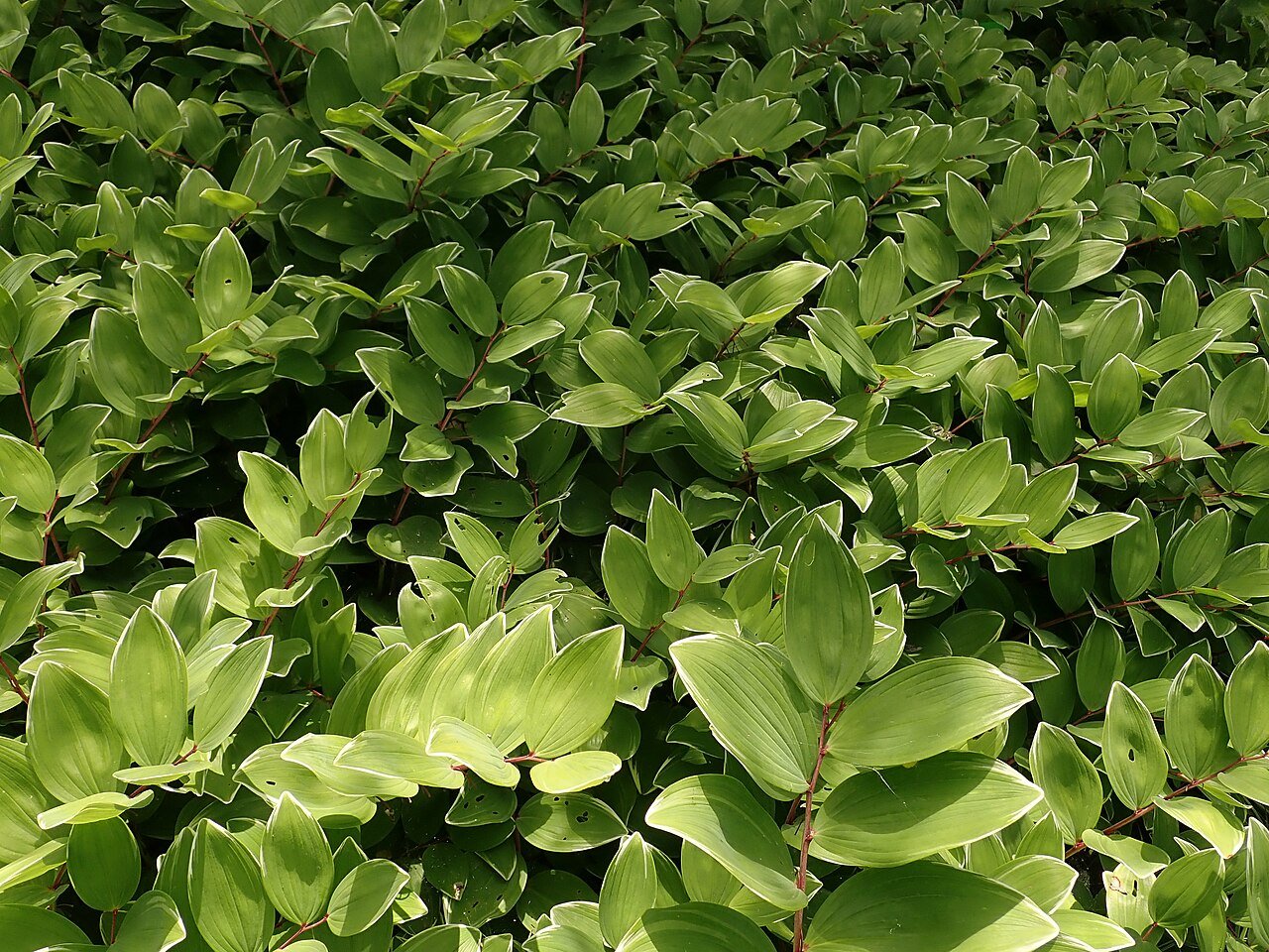 Polygunatum Polygonatum falcatum | Solomon's seal – The Old Dairy Nursery & Gardens