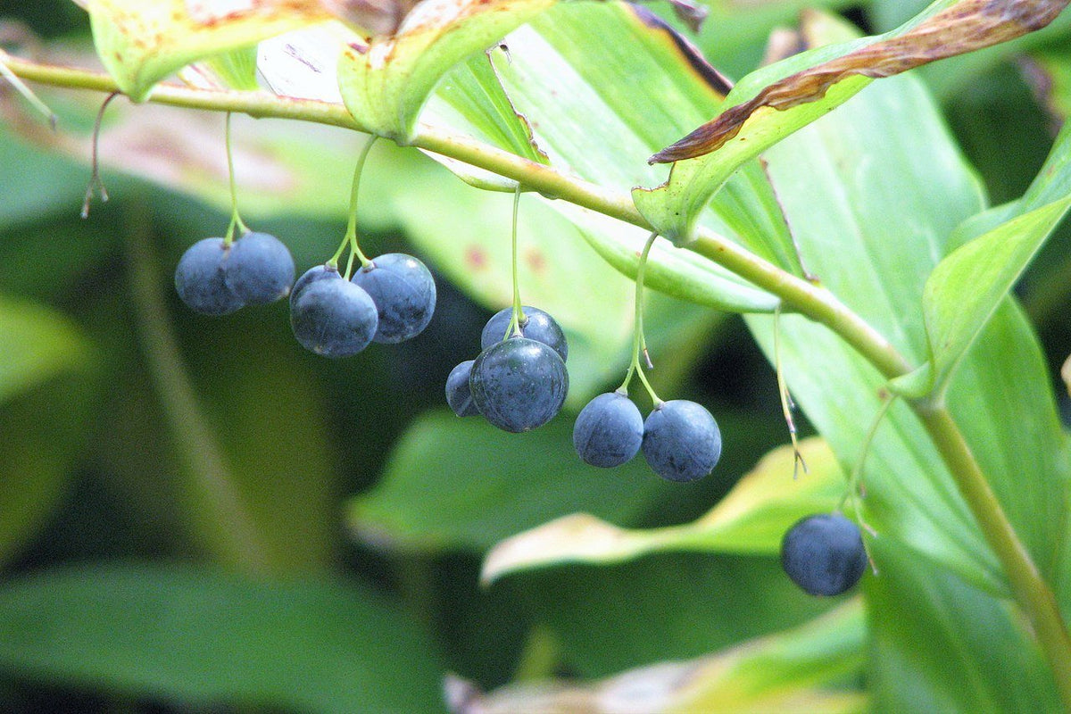 Polygunatum Polygonatum multiflorum | common Solomon's seal – The Old Dairy Nursery ...