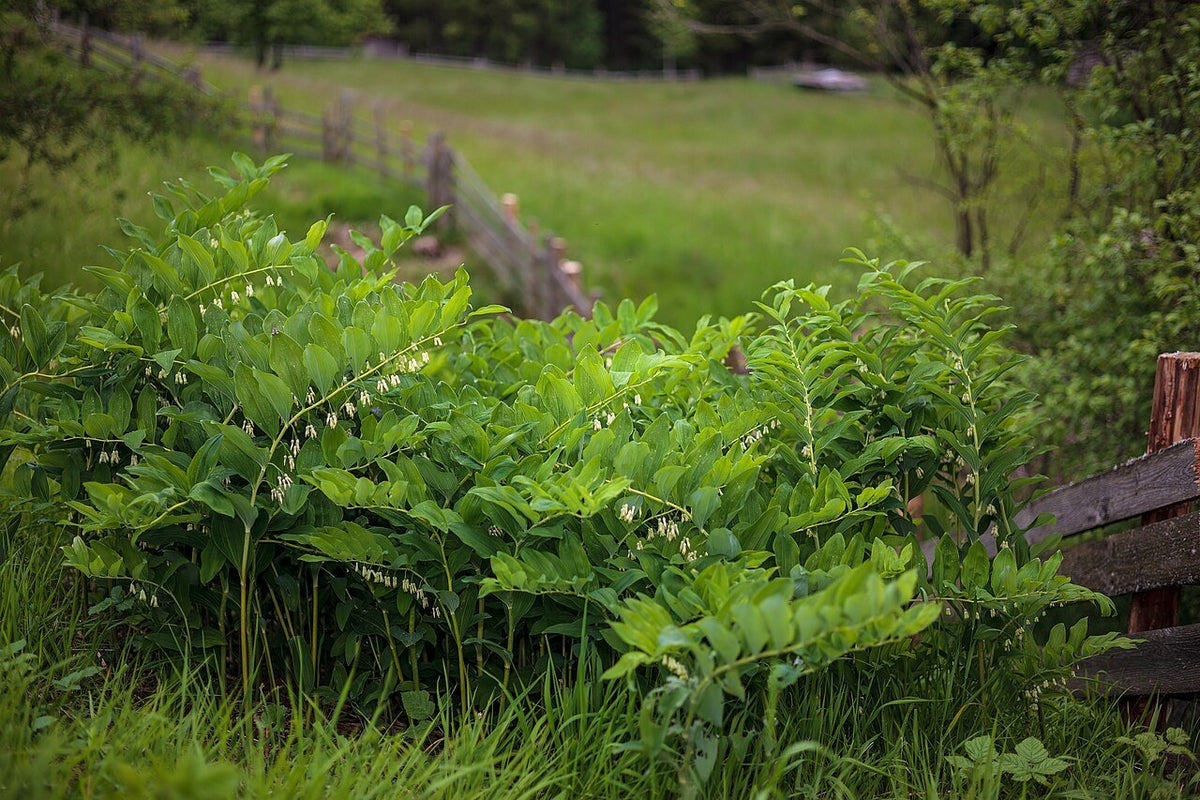 Polygunatum Polygonatum multiflorum | common Solomon's seal – The Old Dairy Nursery ...