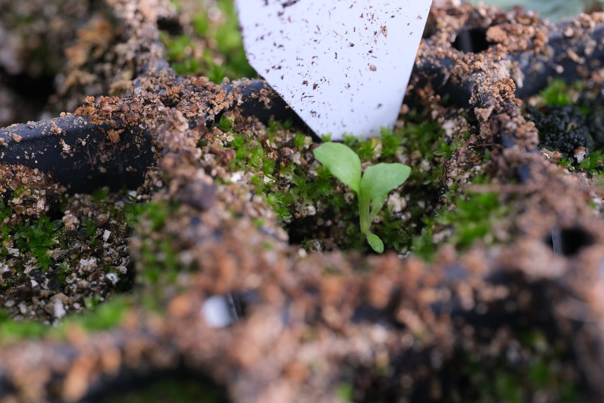 primula seedling