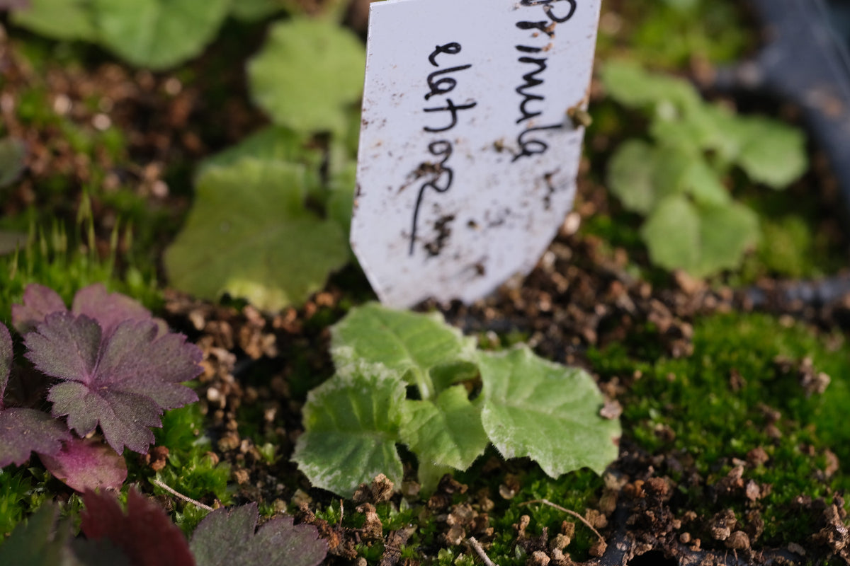 primula seedling