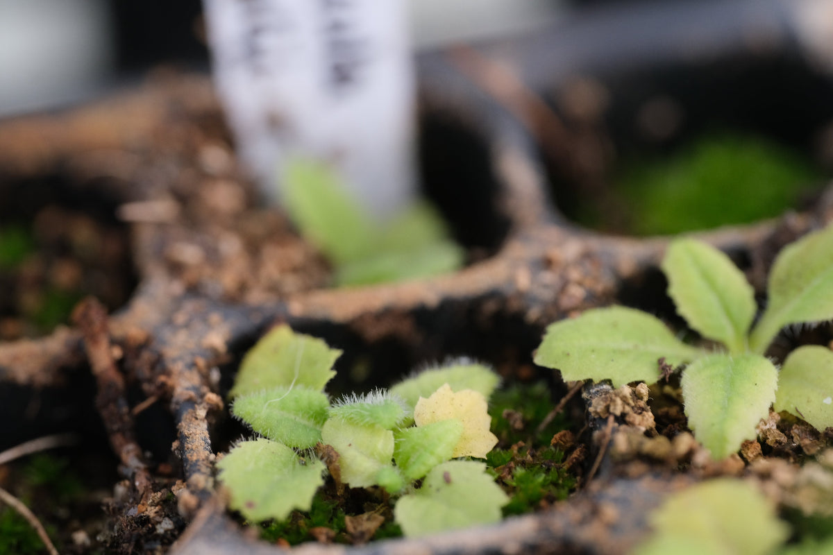 Primula vialii seedling