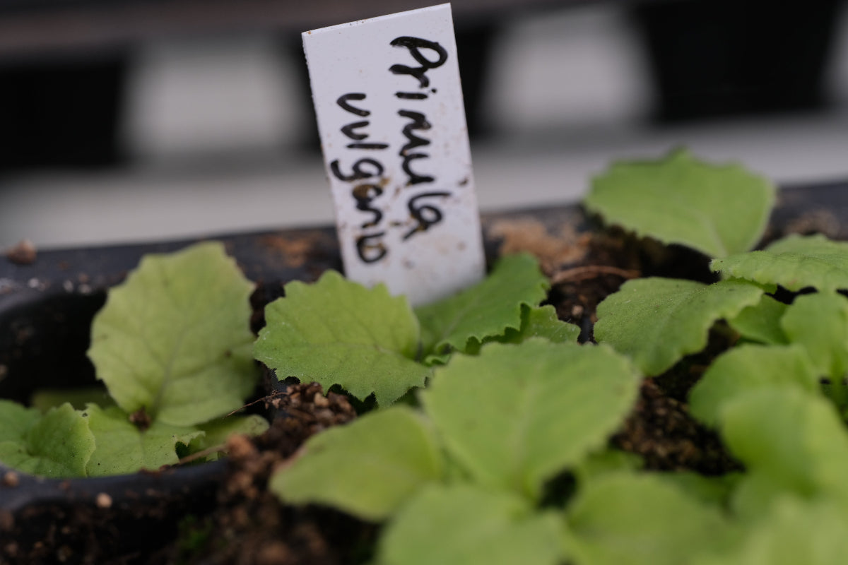 primula vulgaris seedlings