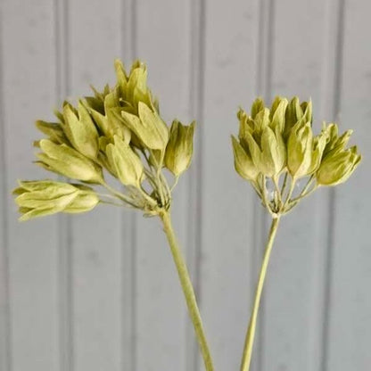 Primula veris