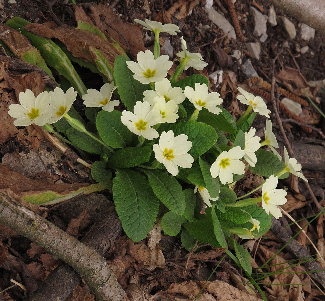 Primula vulgaris | common primrose – The Old Dairy Nursery & Gardens