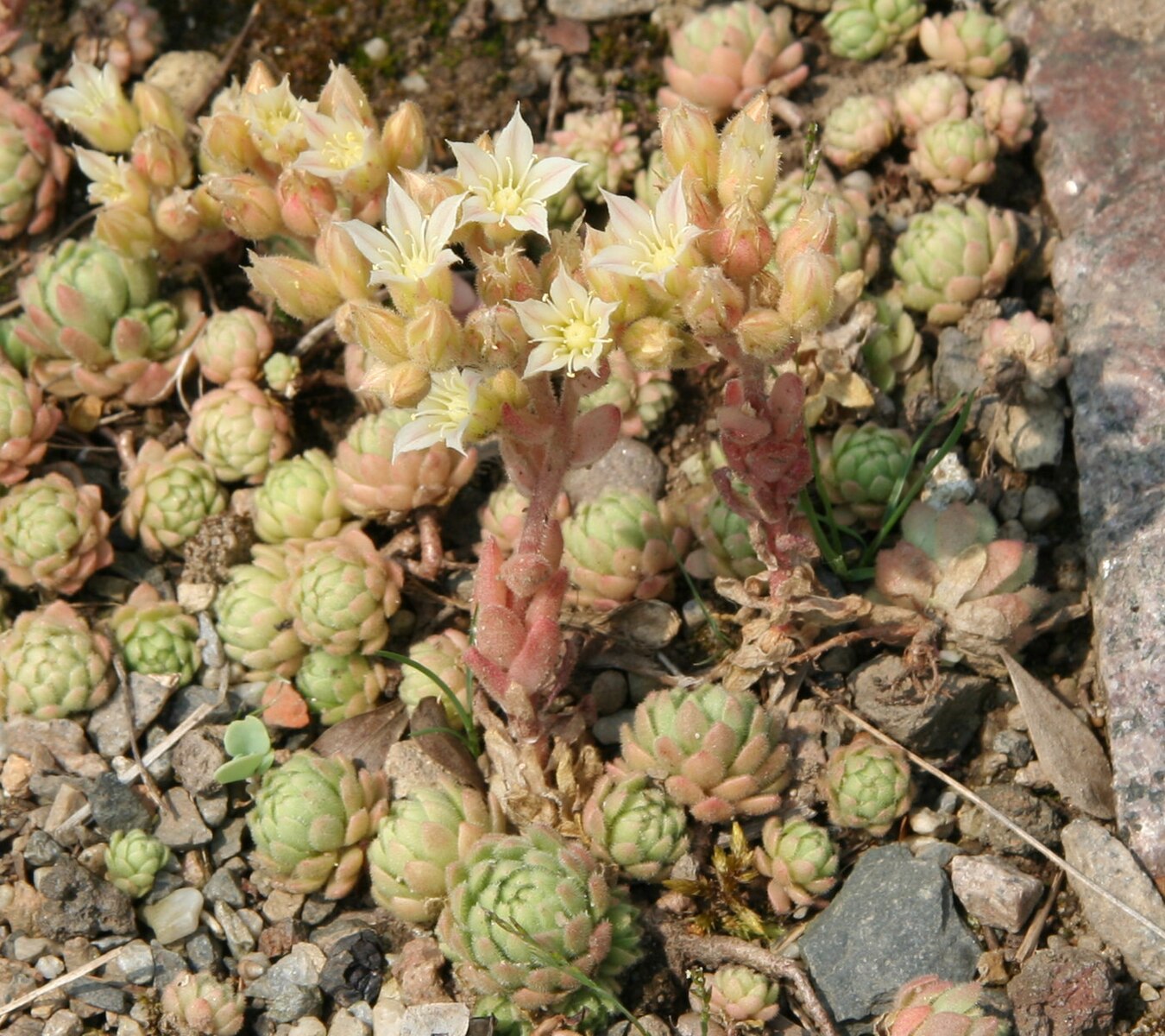 Prometheum chrysanthum flowers