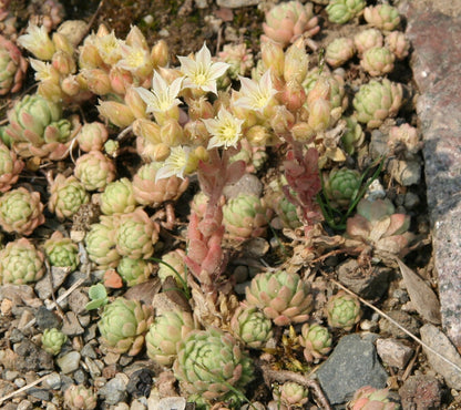 Prometheum chrysanthum flowers