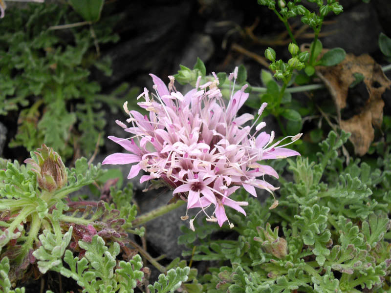 Pterocephalus depressus | carpeting pincushion flower