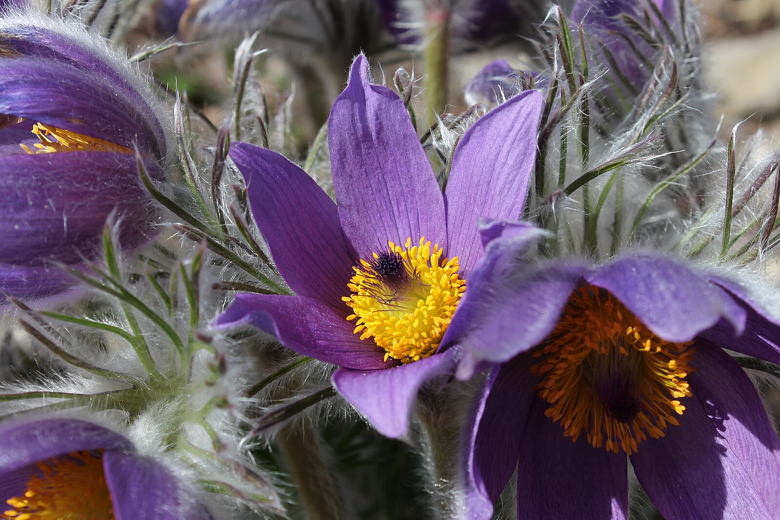 Pulsatilla Vulgaris The Old Dairy Nursery Gardens Pulsatilla vulgaris the old dairy nursery gardens