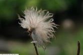 Pulsatilla vulgaris &