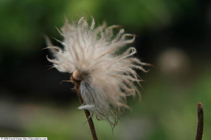 Pulsatilla vulgaris 'Perlen Glocke'