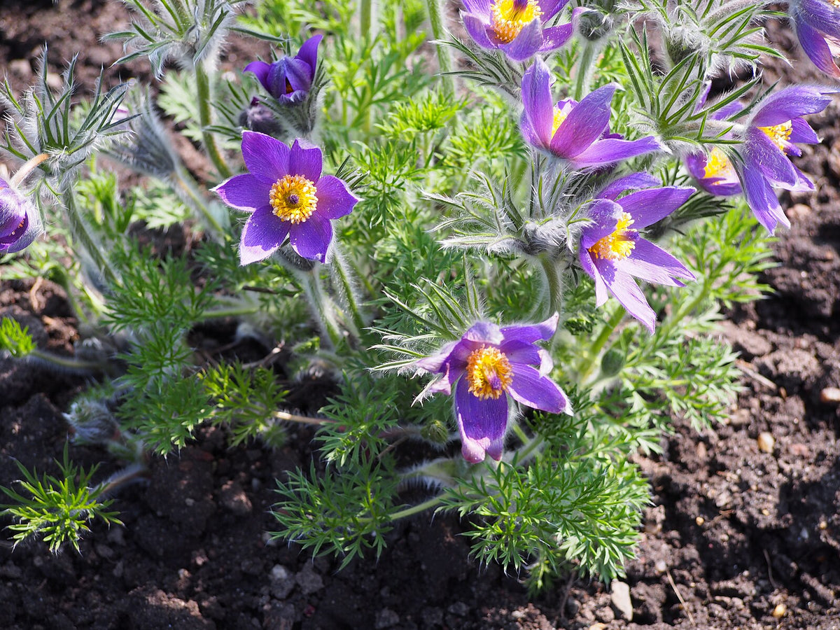 Pulsatilla vulgaris – The Old Dairy Nursery & Gardens