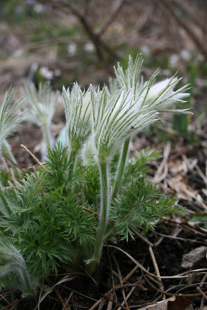 Pulsatilla vulgaris 'Perlen Glocke'