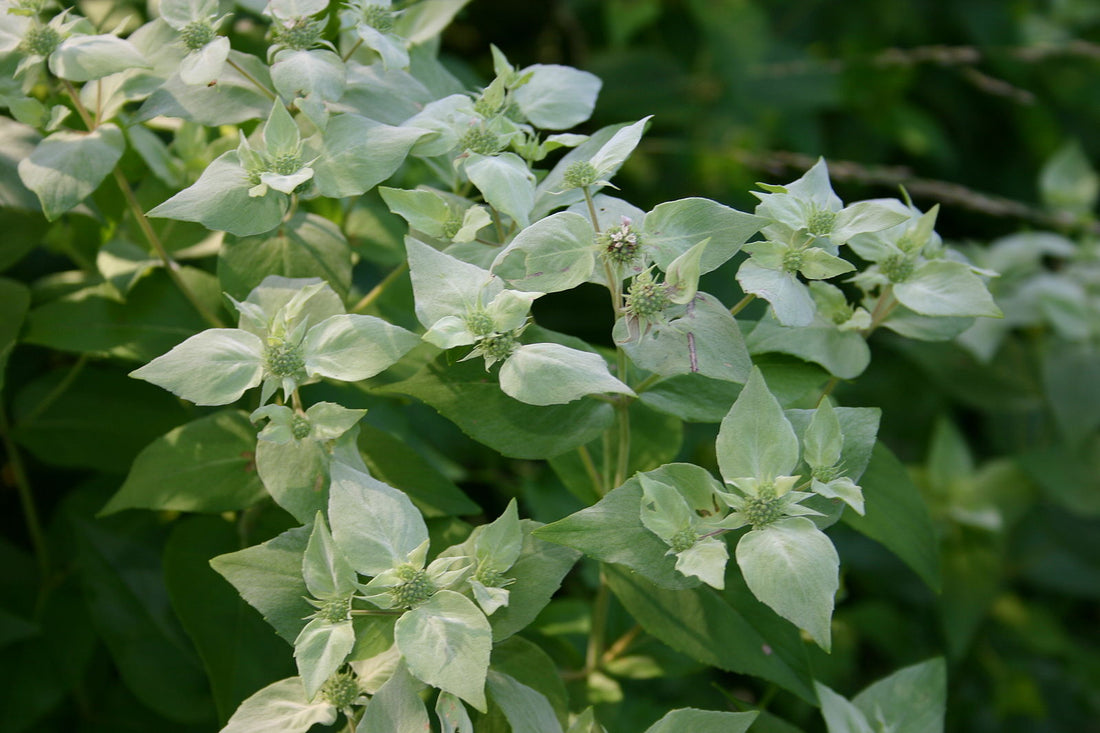Pycnanthemum muticum  (clustered mountain mint) silvery bracts