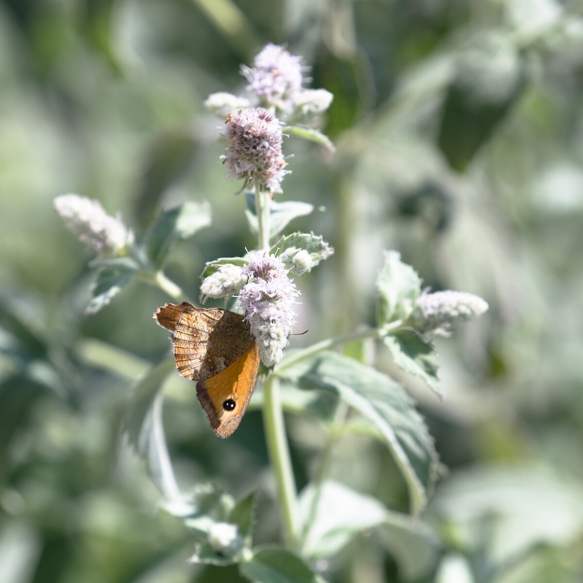Mentha longifolia Buddleia Mint Group | Horse Mint with pollinator