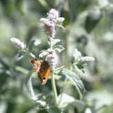 Mentha longifolia Buddleia Mint Group | Horse Mint with pollinator