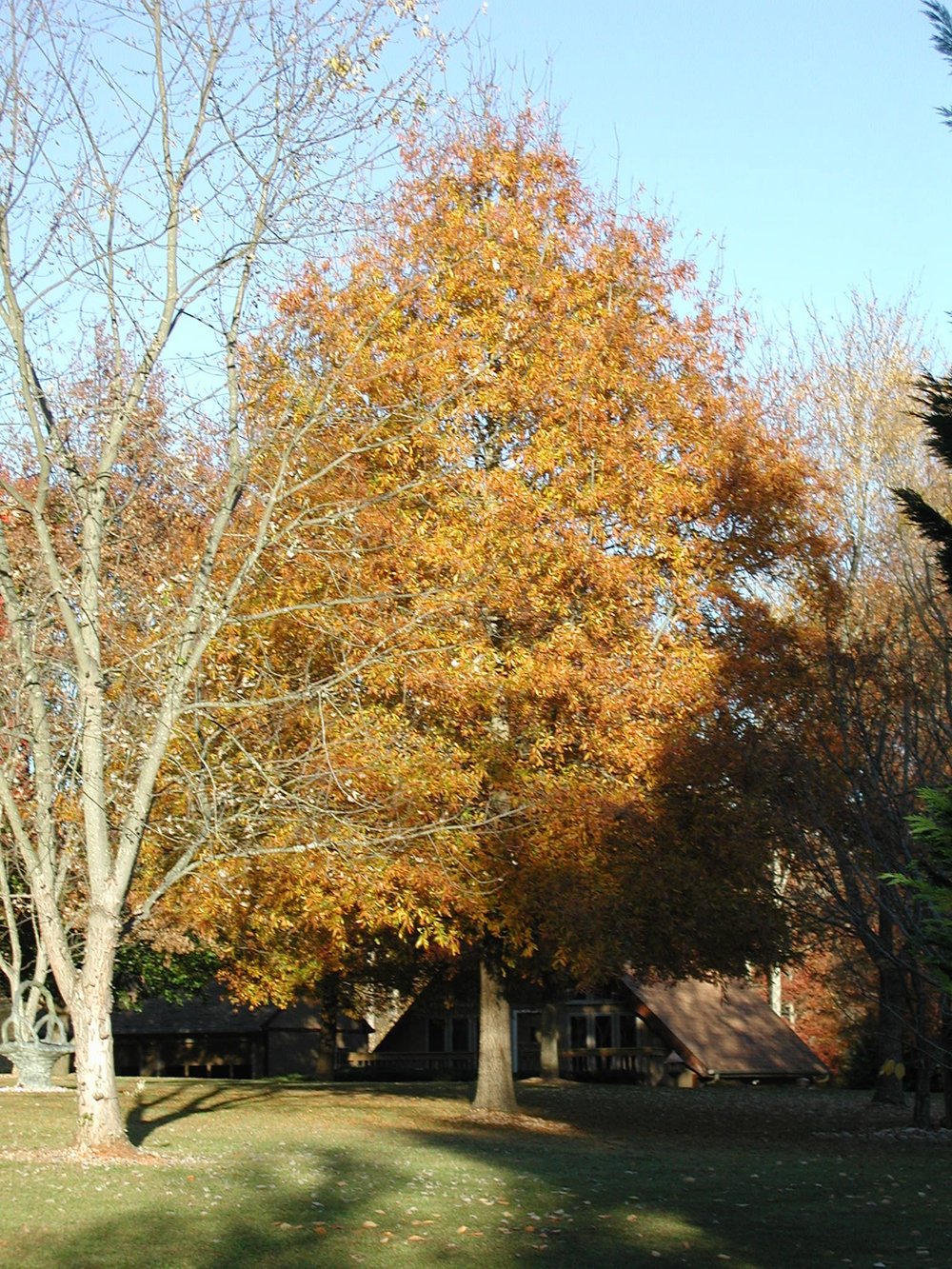 Quercus Phellos Fall Color Quercus phellos | willow oak – The Old Dairy Nursery & Gardens