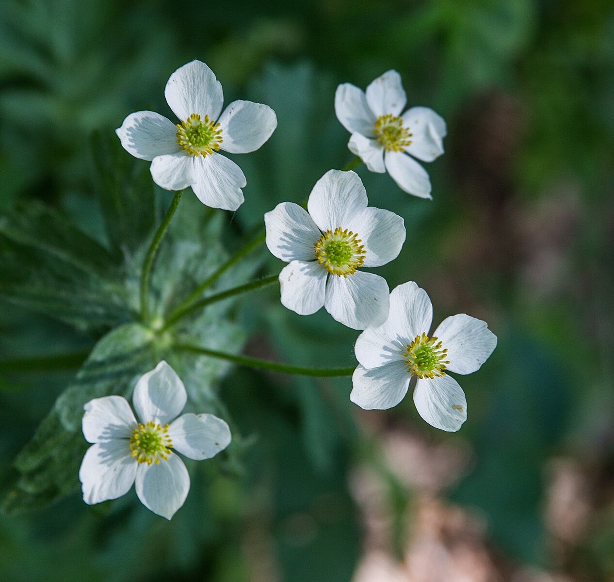 One Ranunculus Ranunculus aconitifolius | fair maids of France – The Old Dairy Nursery ...