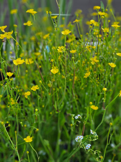 Ranunculus lingua 'Grandiflorus'