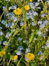 Ranunculus lingua &