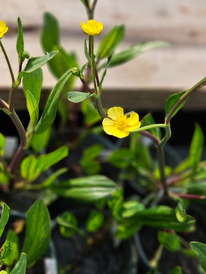 Ranunculus lingua 'Grandiflorus'