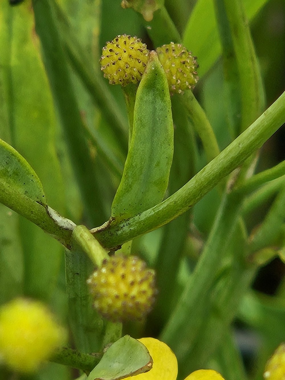 Ranunculus lingua &