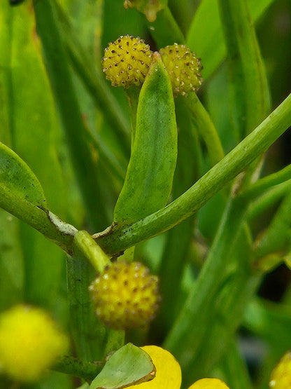 Ranunculus lingua &