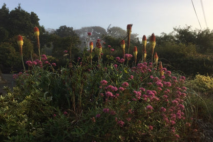 Kniphofia uvaria &