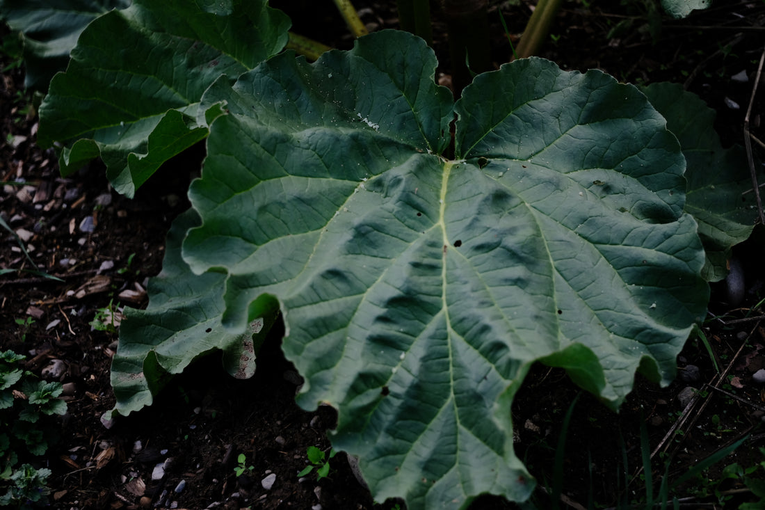 Culinary rhubarb foliage