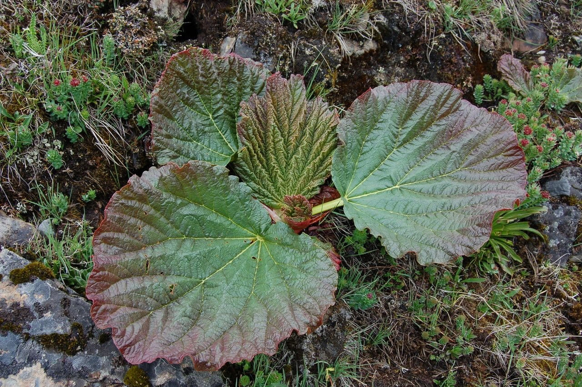 Rheum nobile (noble rhubarb) – The Old Dairy Nursery & Gardens