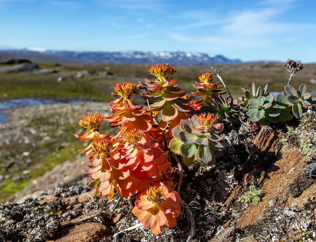 Rhodiola rosea (golden root) – The Old Dairy Nursery & Gardens