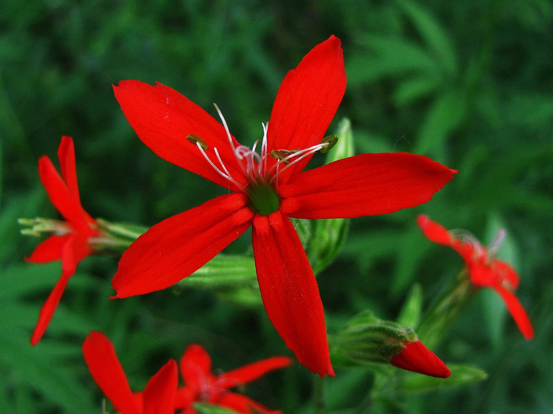Silene regia (royal catchfly) bright orange-red flower