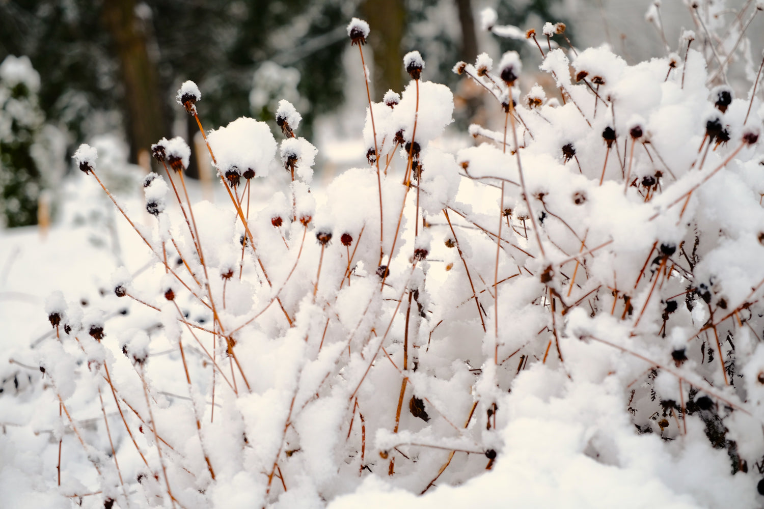 Rudbeckia goldrum in winter garden