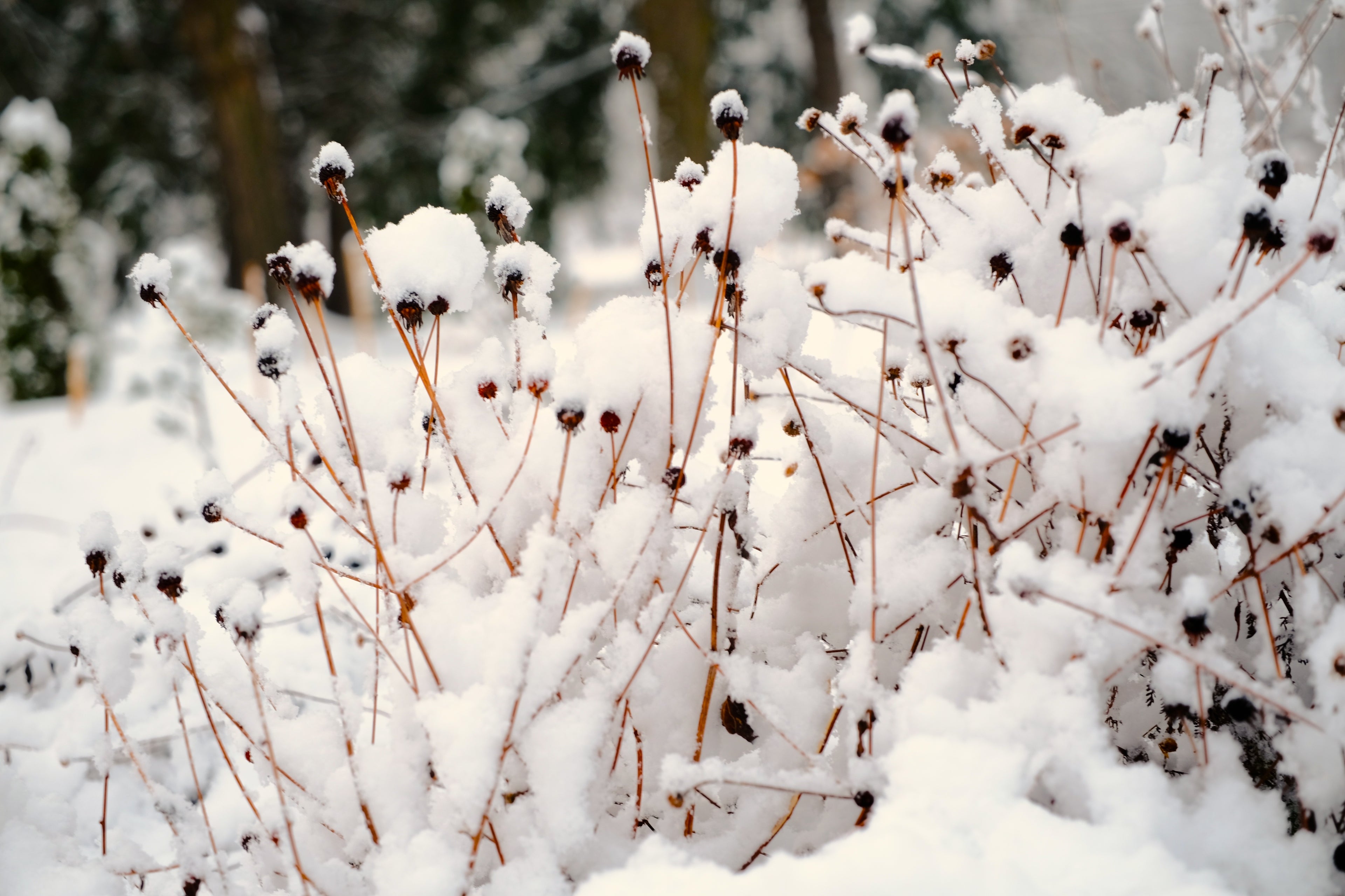 Rudbeckia goldrum in winter garden