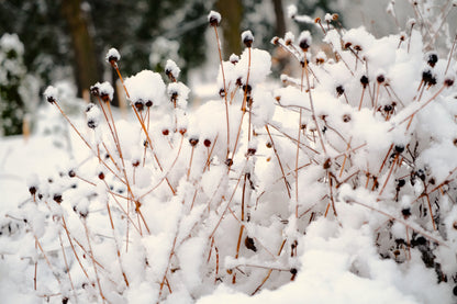 Rudbeckia goldrum in winter garden